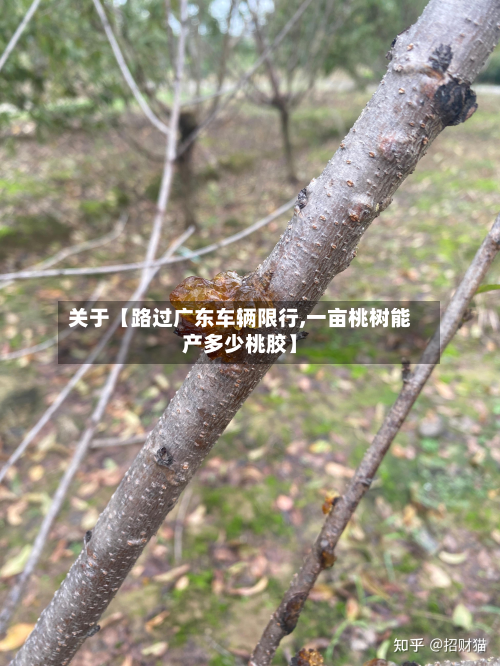 关于【路过广东车辆限行,一亩桃树能产多少桃胶】-第1张图片