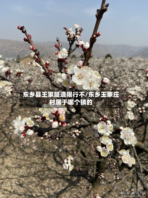 东乡县王家隧道限行不/东乡王家庄村属于哪个镇的-第3张图片