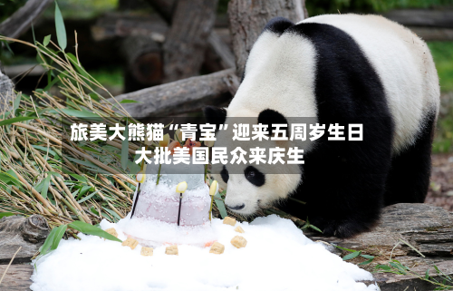 旅美大熊猫“青宝	”迎来五周岁生日 大批美国民众来庆生-第3张图片