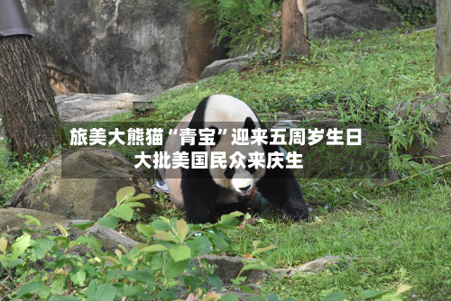 旅美大熊猫“青宝”迎来五周岁生日 大批美国民众来庆生-第2张图片