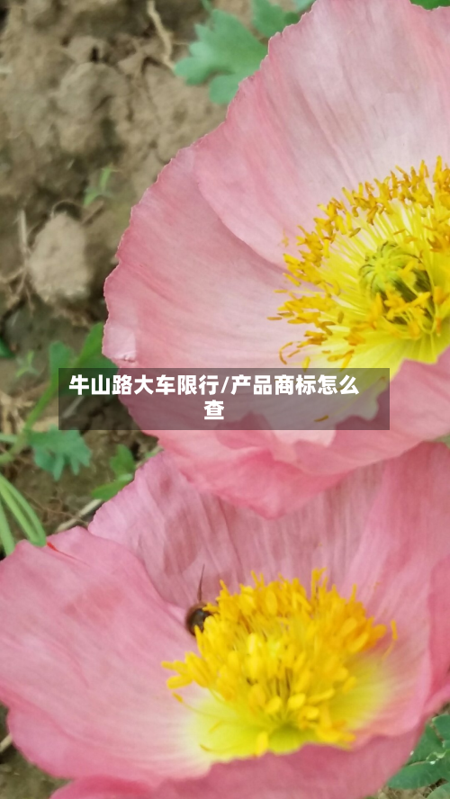 牛山路大车限行/产品商标怎么查-第1张图片