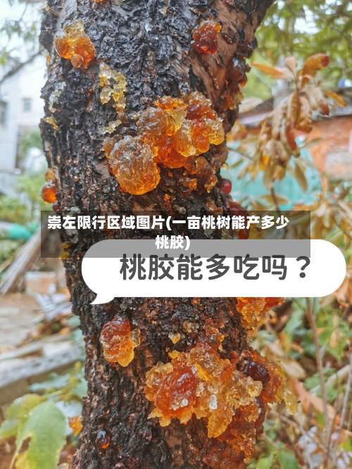 崇左限行区域图片(一亩桃树能产多少桃胶)-第3张图片