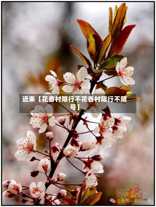 近来【花香村限行不花香村限行不限号】-第2张图片