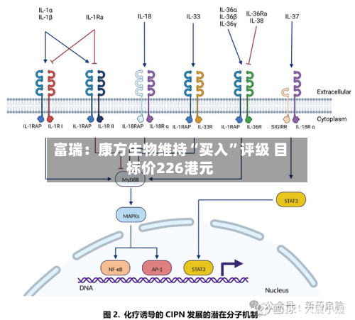 富瑞：康方生物维持“买入”评级 目标价226港元-第1张图片