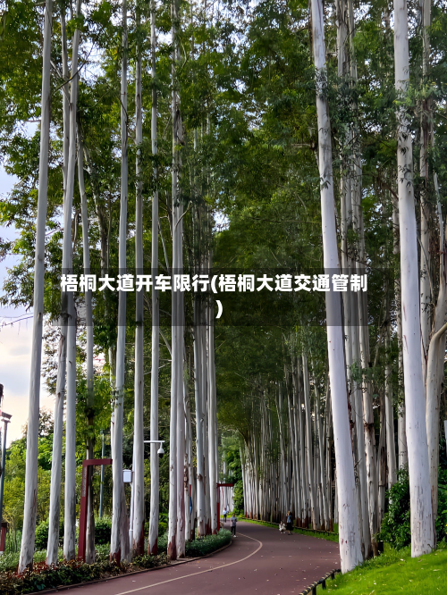 梧桐大道开车限行(梧桐大道交通管制)-第3张图片