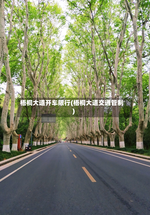 梧桐大道开车限行(梧桐大道交通管制)-第2张图片