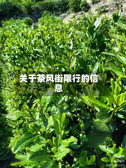 关于茶风街限行的信息-第1张图片
